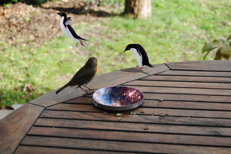 Le rouge-gorge s'est retourné dos à la caméra. Il est juste devant le récipient. Deux manchots sont sortis du récipient, qui laisse toujours voir un ciel étoilé. L'un a sauté du bord de la table, les ailes et les pattes déployées. L'autre s'apprête à le suivre, posé au bord, regardant vers le sol.